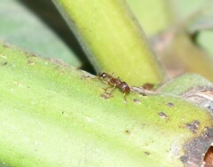 Tetramorium bicarinatum