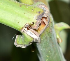 Tetramorium bicarinatum