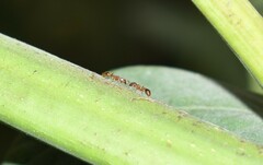 Tetramorium bicarinatum