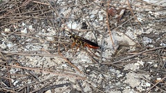 Sphex jamaicensis