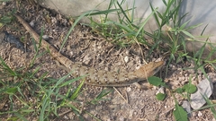 Gerrhonotus infernalis