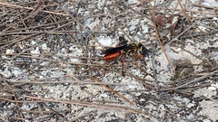 Sphex jamaicensis