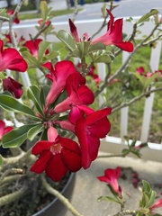 Adenium