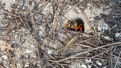 Sphex jamaicensis