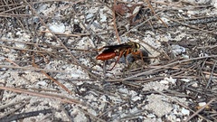 Sphex jamaicensis