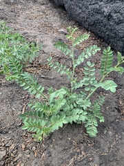 Hosackia crassifolia crassifolia