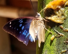 Charaxes cithaeron