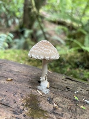 Psathyrella artemisiae