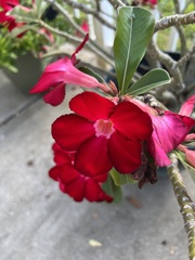 Adenium
