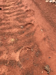 Myrmecophaga tridactyla