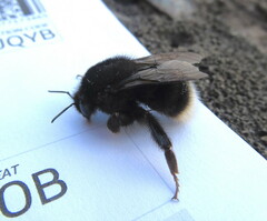 Bombus terrestris canariensis