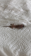 Hemidactylus turcicus