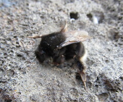 Bombus terrestris canariensis