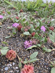 Abronia umbellata breviflora