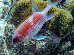 Holocentrus adscensionis