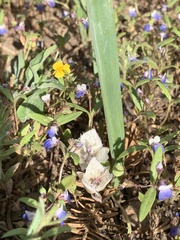 Calochortus westonii