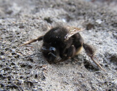 Bombus terrestris canariensis