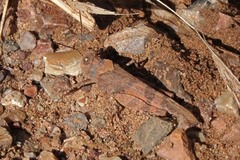 Trimerotropis occidentalis