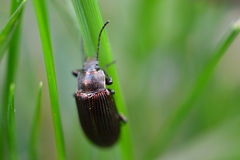 Tarpela micans