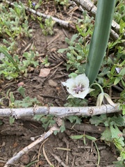 Calochortus westonii