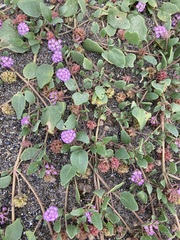 Abronia umbellata breviflora