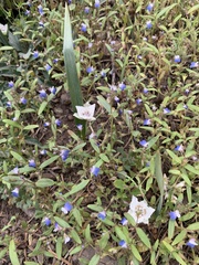 Calochortus westonii