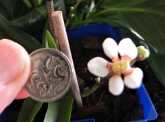 Sarcochilus