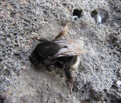 Bombus terrestris canariensis