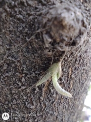 Tillandsia recurvata