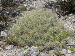 Echinocereus enneacanthus enneacanthus