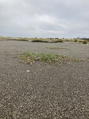 Abronia umbellata breviflora