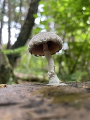 Psathyrella artemisiae