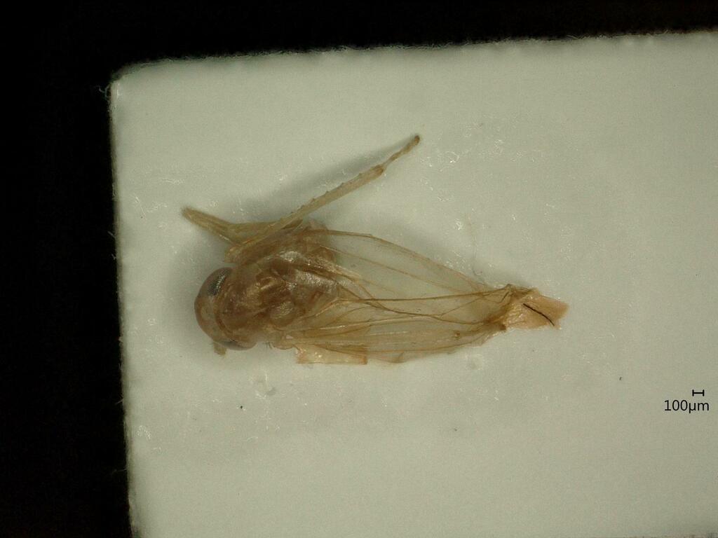 Kybos strobli