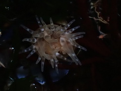 Aulactinia stella