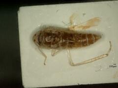 Macrosteles