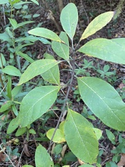 Chionanthus virginicus