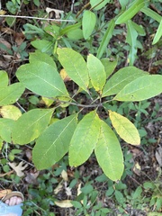 Chionanthus virginicus