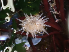 Aulactinia stella