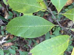 Chionanthus virginicus