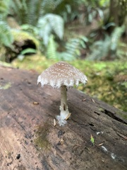 Psathyrella artemisiae