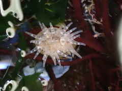Aulactinia stella