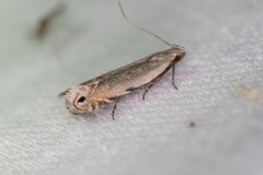 Battaristis nigratomella