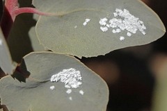 Aleuroplatus coronata