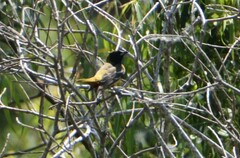 Icterus spurius