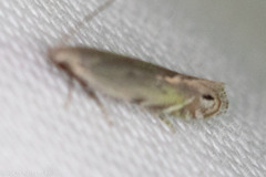 Battaristis nigratomella