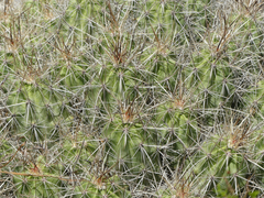 Echinocereus enneacanthus enneacanthus