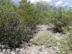 Echinocereus enneacanthus enneacanthus