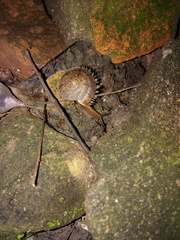 Plectotropis mackensii