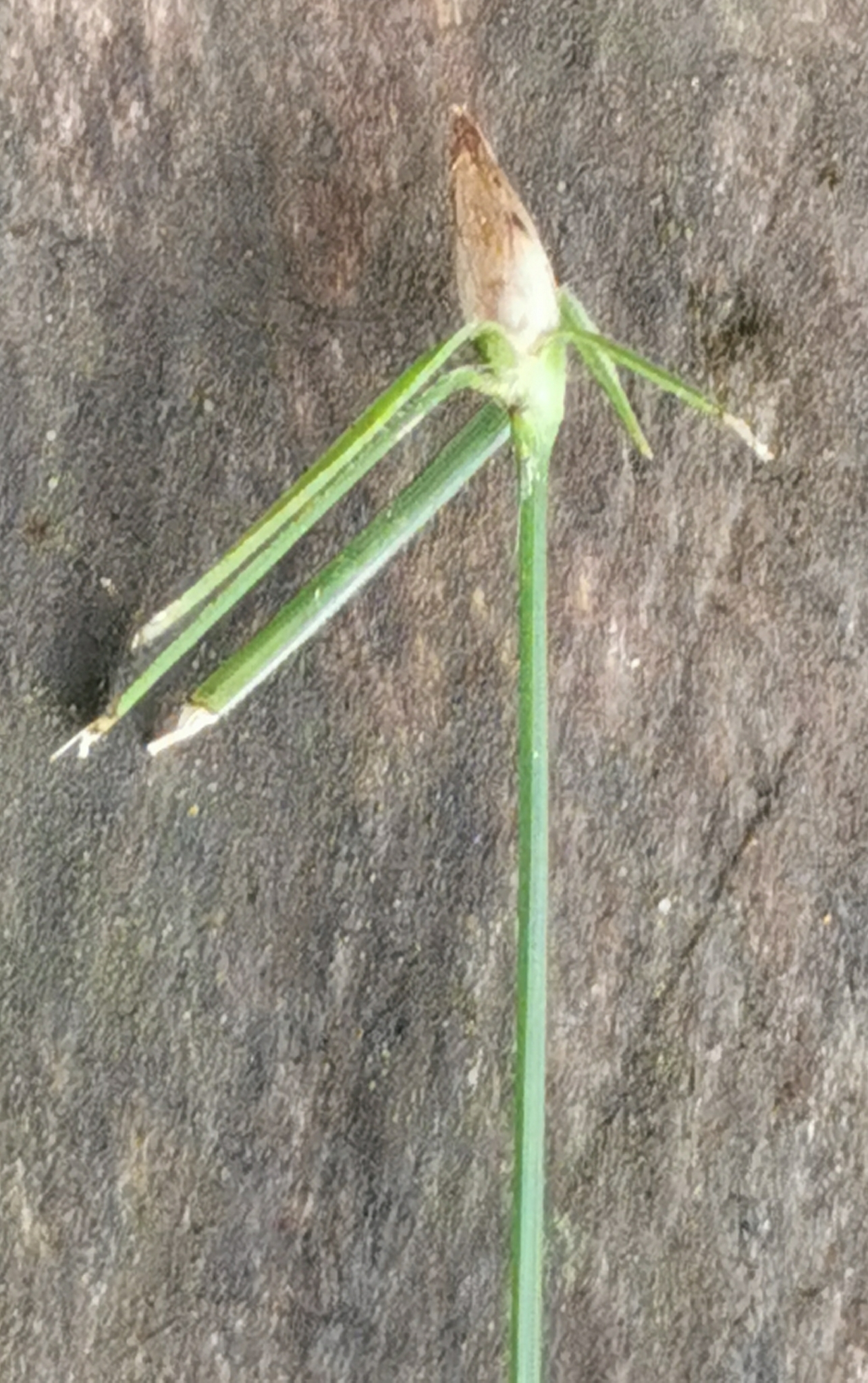Rhynchospora radicans ssp. radicans