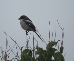 Lanius collaris collaris